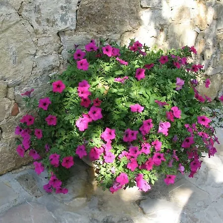 Lauro Apartment Castellina in Chianti